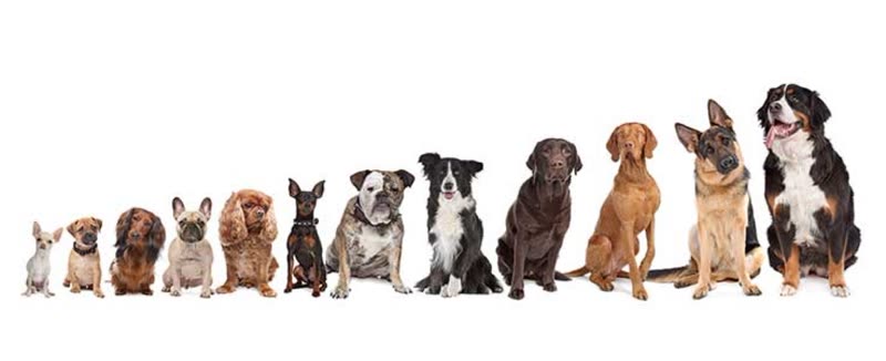 Twelve dogs of every size, from chihuahua to Bernese mountain dog, sitting in a line