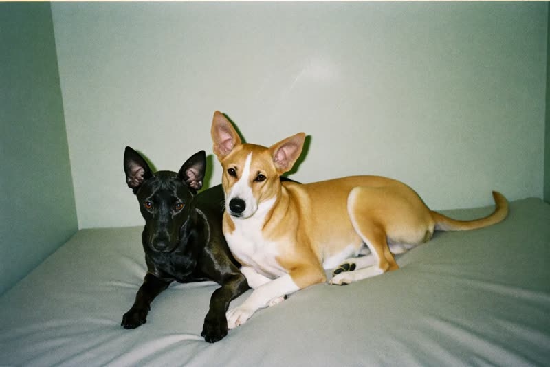 Two dogs resting side by side on bedding in a quiet kennel room