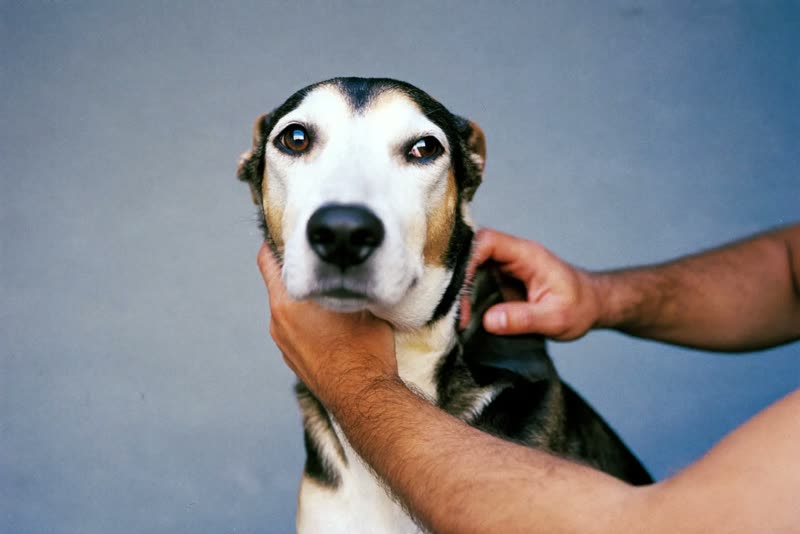 A dog being brushed, hands at work