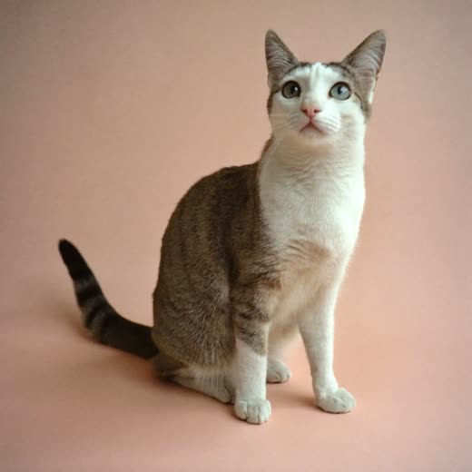 A cat sitting calmly, for cat boarding
