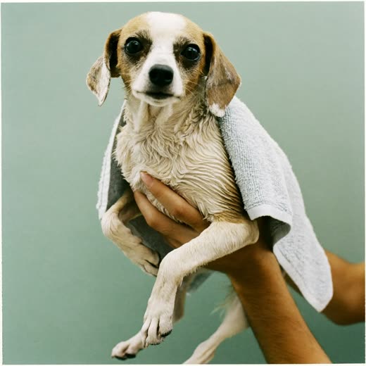 A freshly washed small dog wrapped in a towel after grooming