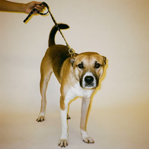 A dog on a lead ready for a walk